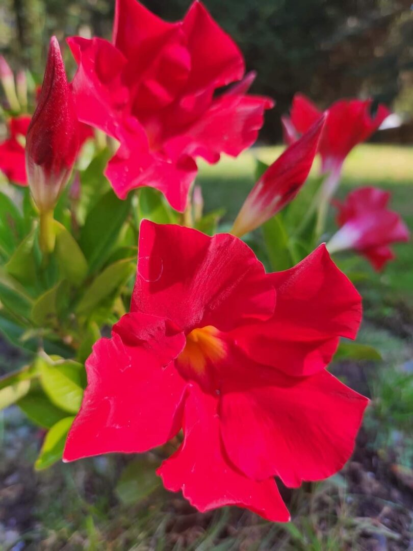 A close up of some red flowers in the grass.